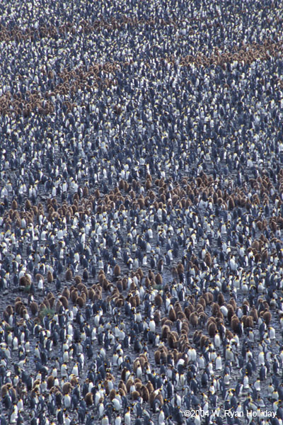 King Penguin Colony