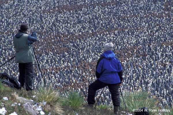 Rod, Matt and King Penguin Colony