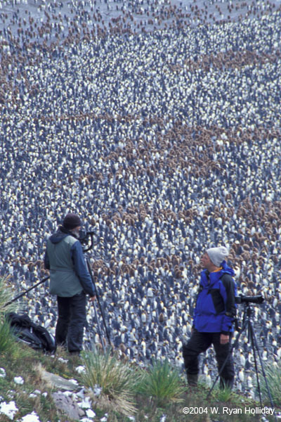 Rod, Matt and King Penguin Colony