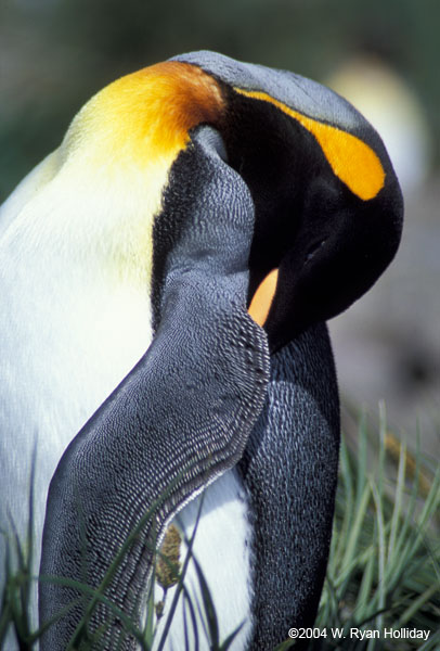 Sleeping King Penguin