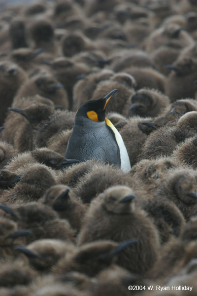 King Penguin Amidst Chicks