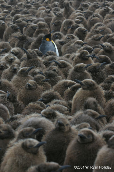 King Penguin Amidst Chicks