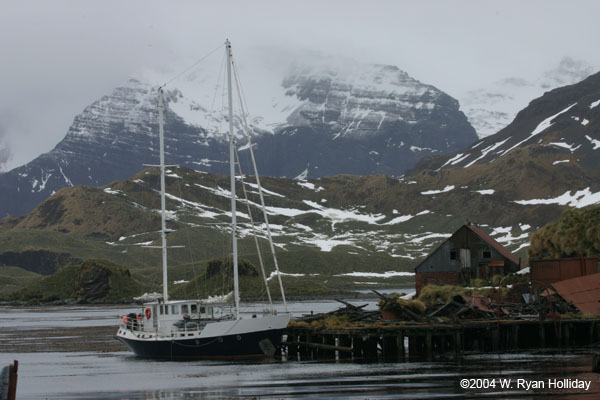 Golden Fleece in Whaling Station