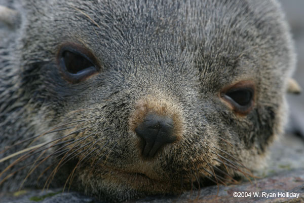 Fur Seal