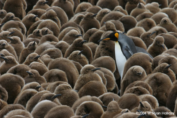 King Penguin Amidst Chicks