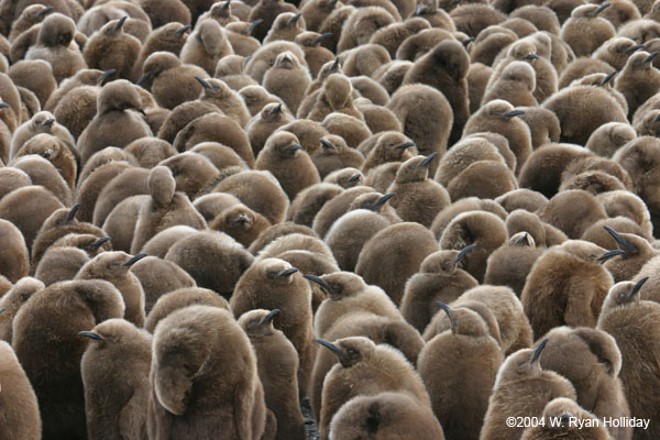 King Penguin Chicks