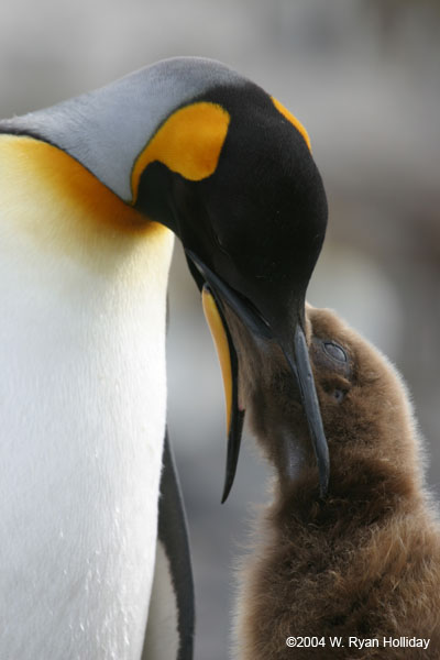 King Penguin Feeding Chick