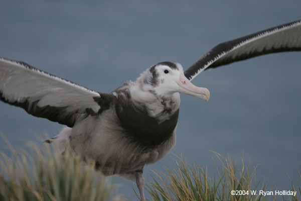 Wandering Albatross Chick