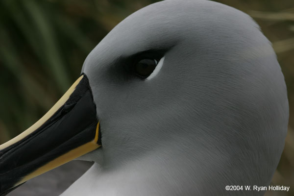 Grey Headed Albatross