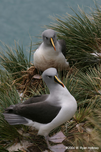 Grey-Headed Albatross