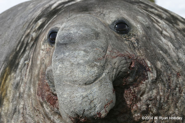 Elephant Seal Bull