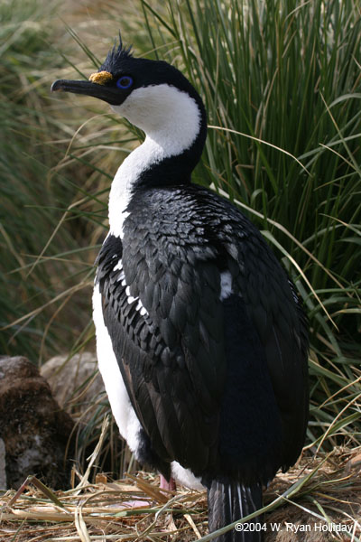 Blue-Eyed Shag