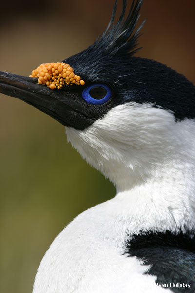 Blue-Eyed Shag