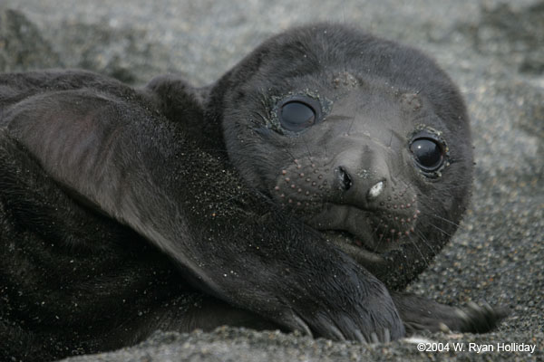 Elephant Seal Pup