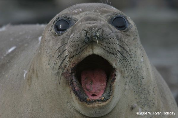 Elephant Seal