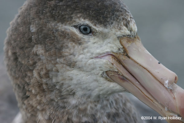 Giant Petrel