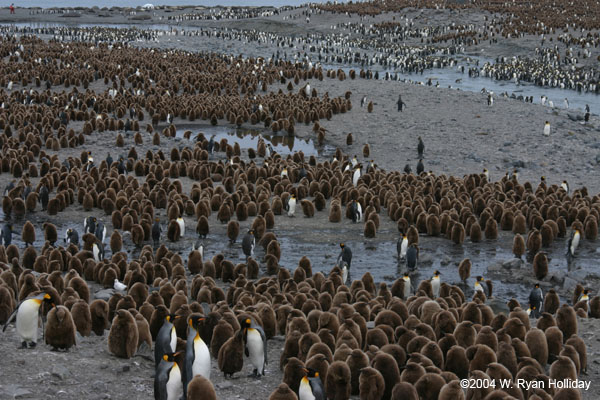 King Penguin Colony