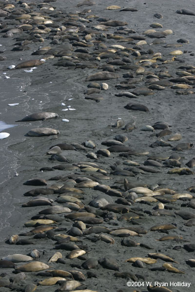 Elephant Seals on Beach