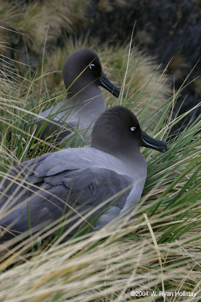 Light-Mantled Sooty Albatross