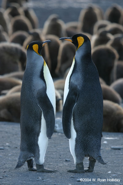 King Penguins