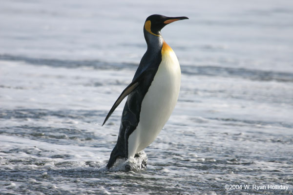 King Penguin