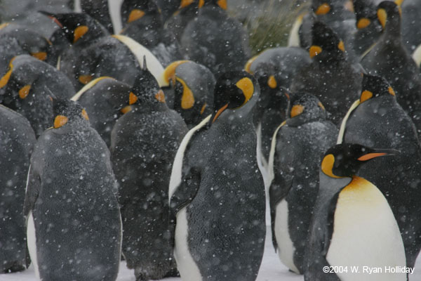 King Penguins