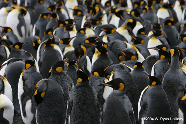 King Penguins