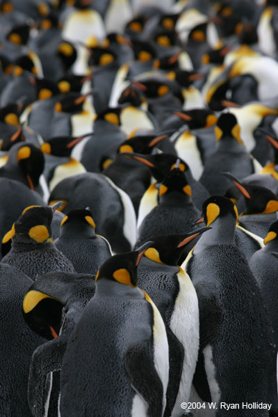 King Penguins