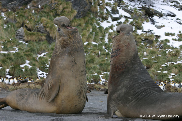 Elephant Seal Bulls Fighting