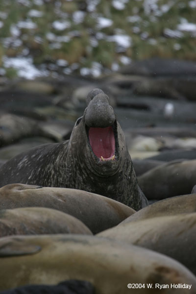 Elephant Seal Bull