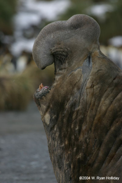 Elephant Seal Bull