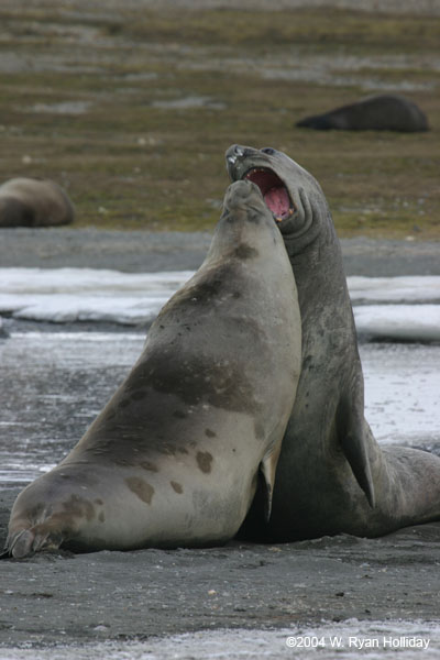 Young Elephant Seals Mock-Fighting
