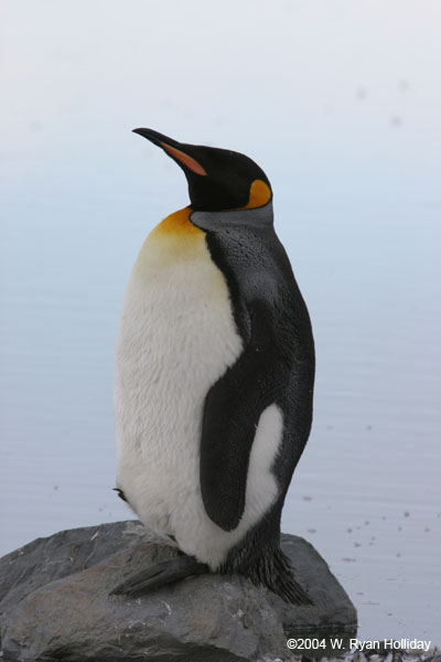 King Penguin