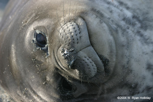 Mediterranean Monk Seal. Mediterranean monk seal,
