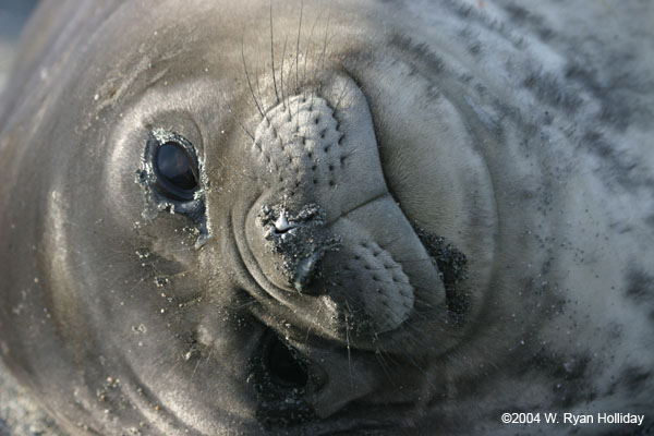 Elephant Seal Pup