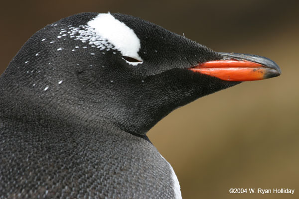 Gentoo Penguin