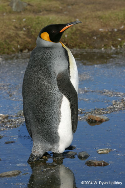 King Penguin