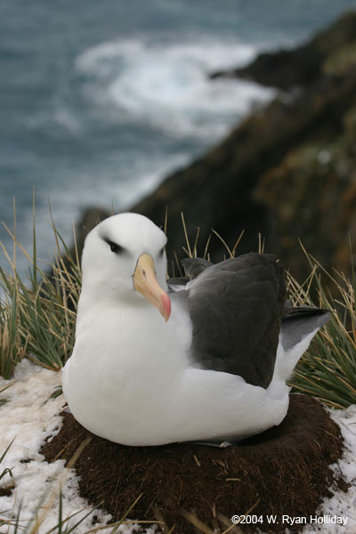 Black-Browed Albatross