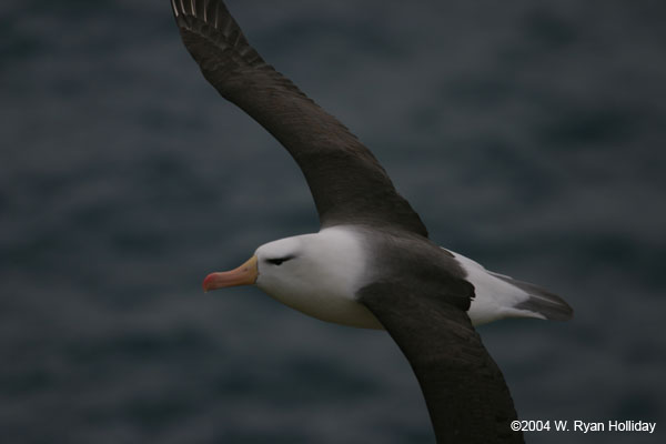 Black-Browed Albatross