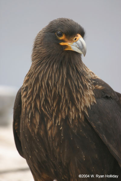 Striated Caracaras