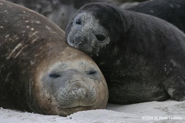 Elephant Seal and Pup