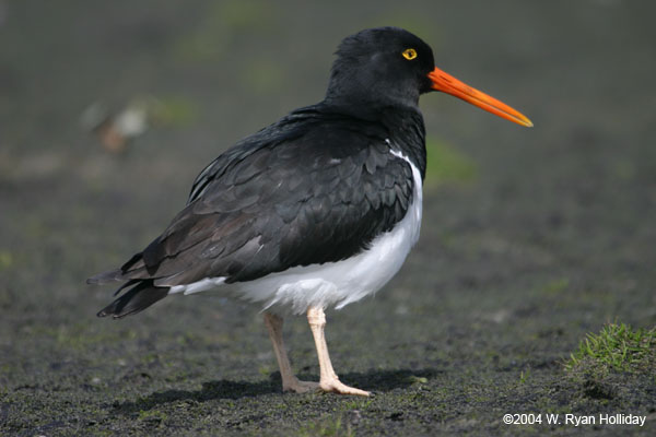 Magellanic Oystercatcher