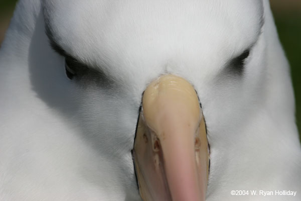 Black-Browed Albatross
