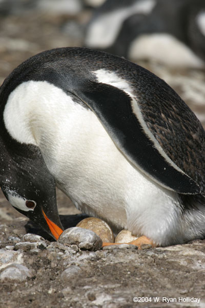 Gentoo Penguin