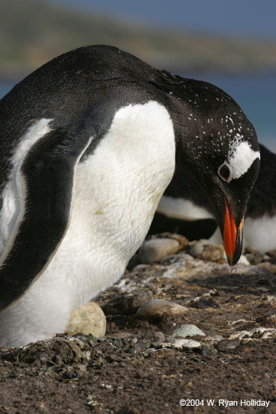 Gentoo Penguin