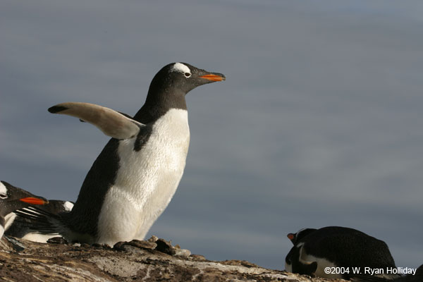 Gentoo Penguin