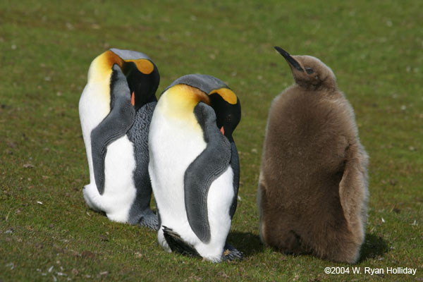 King Penguins and Chick