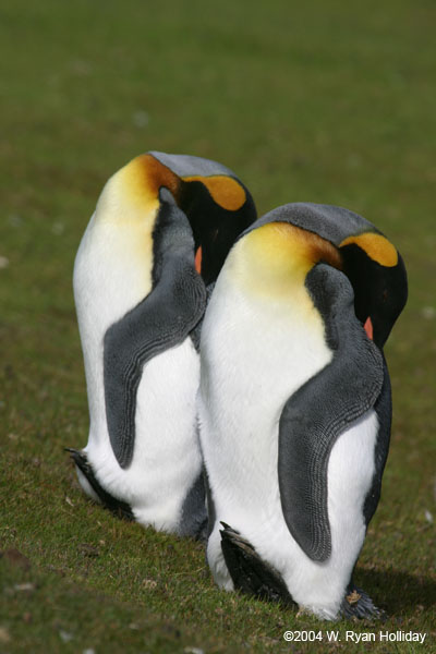 King Penguins