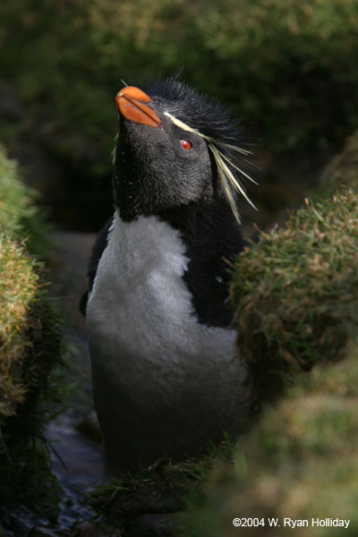 Rockhopper Penguin