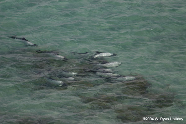 Commersons Dolphins